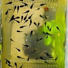 【終了】ブラックモーリーの稚魚・幼魚　10匹の画像
