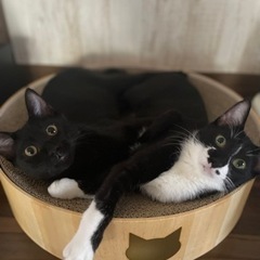 人慣れ1000%のハチワレ、黒猫兄弟