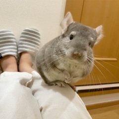 チンチラ《シナモン》♂3歳