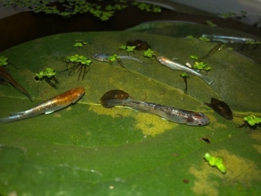 11/3小山城祭出店します！