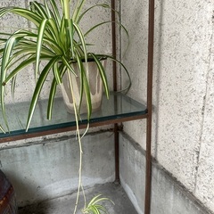 昭和レトロな植木鉢のオリズルランの画像