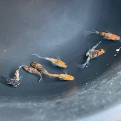 孔雀明王　メダカの画像