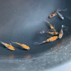 孔雀明王　メダカの画像