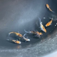 孔雀明王　メダカの画像