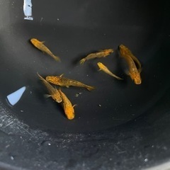 飛燕ブラウン　メダカの画像