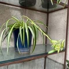 信楽焼の植木鉢のオリズルラン