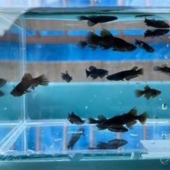 吽形　メダカの画像