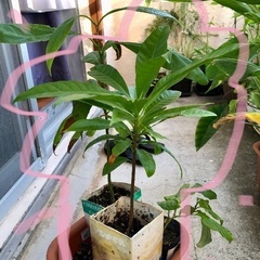 果樹苗(実生)・カニステル