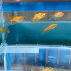 パーティードレス　メダカの画像
