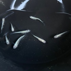 天女の舞　メダカの画像