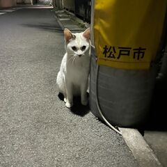 素直で可愛い白猫ちゃん♪