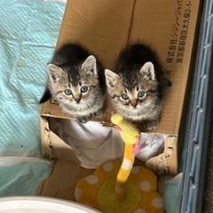 保護猫（チッチちゃん・シャケちゃん受付終了）