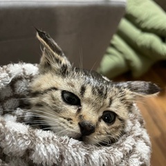 保護猫（チッチちゃん・シャケちゃん受付終了） - 猫