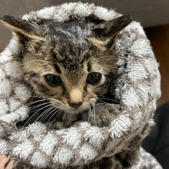保護猫（チッチちゃん・シャケちゃん受付終了） - 札幌市