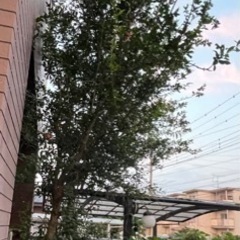 ザクロの木