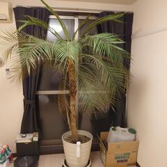 観葉植物フェニックスロベレニーの画像