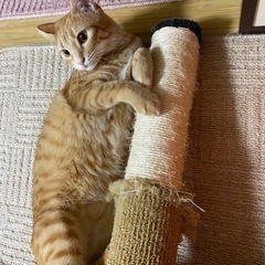 希少！茶トラのメスのむぎちゃん🐈