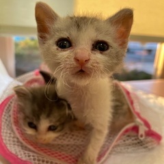生後3〜4週　小さな子猫♡可愛い3兄妹