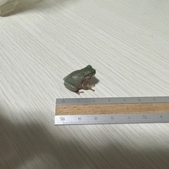 イエアメガエル　2匹の画像