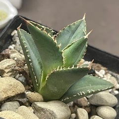 特選株　強刺　アガベ　チタノタ　白鯨　抜き苗発送　10x10cm...