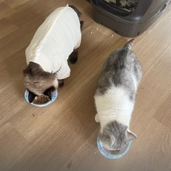 最終値下げ！キャットタワー譲ります！4000から2000円PRICEDOWNの画像