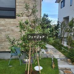 庭木色々