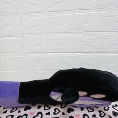 バイキンマン　枕　クッションの画像