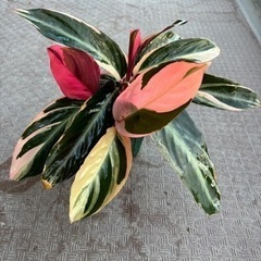 【決まりました】【大処分SALE】観葉植物 ストロマンテ トリオ...