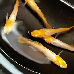 虹色めだか【プラチナ牡丹】