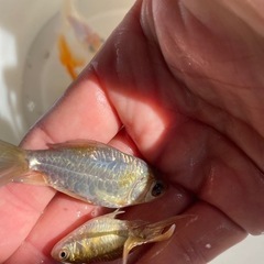 ドラゴンスケール和金と青隼人和錦の交配　ハネの画像