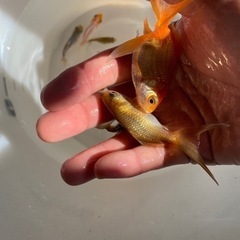 ドラゴンスケール和金と青隼人和錦の交配　ハネの画像