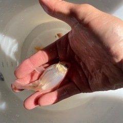 ドラゴンスケール和金と青隼人和錦の交配　ハネの画像