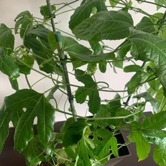 パッションフルーツ抜き苗1年生の画像