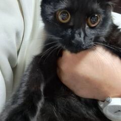 【募集停止中】爪も切れちゃいました( *´꒳`*)黒猫さん