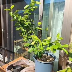 サイパンレモン苗木の画像