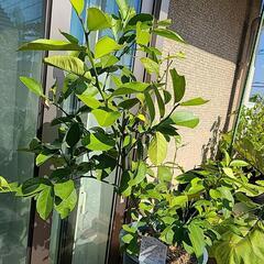 サイパンレモン苗木の画像