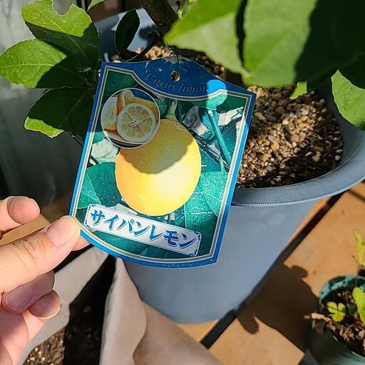 サイパンレモン苗木