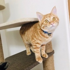 里親募集)子猫　6ヶ月くらい　茶色　メス　雌