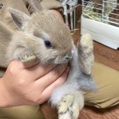 うさぎの赤ちゃん里親募集
