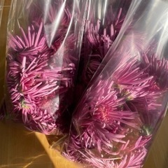 もってのほか（食用菊）　1袋100g 110円☆