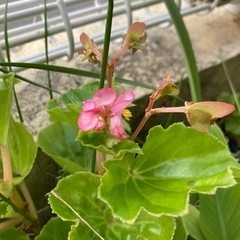 ベゴニアの画像