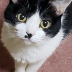 人間も猫も大好きな女の子