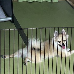ポメラリアン女の子里親募集 − 広島県