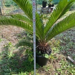 福岡県のソテツ その他の中古が安い！激安で譲ります・無料であげます