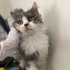 🐱里親募集🐾マンチカン♀　推定5歳 - 猫