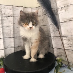 🐱里親募集🐾マンチカン♀　推定5歳 - 高崎市