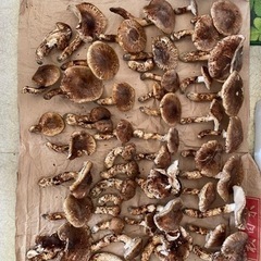 秋田県産　天然　松茸（マツタケ）の画像