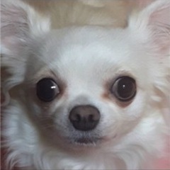 チワワの里親募集