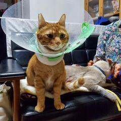 猫に関する物やタオルやひざ掛け
