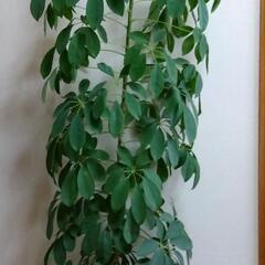 カポック　観葉植物　インテリア　植物　育てやすいの画像